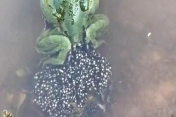 牛蛙生长期间要注意什么，繁殖时要确保雌雄牛蛙的体重达到要求