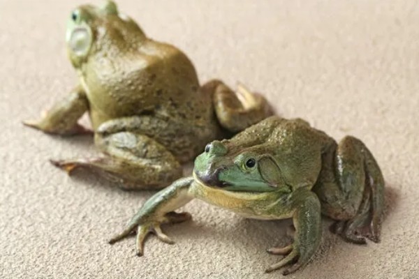牛蛙生长期间要注意什么，繁殖时要确保雌雄牛蛙的体重达到要求