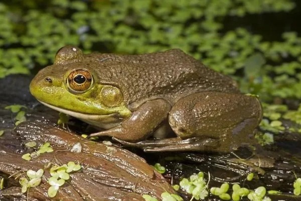 牛蛙生长期间要注意什么，繁殖时要确保雌雄牛蛙的体重达到要求