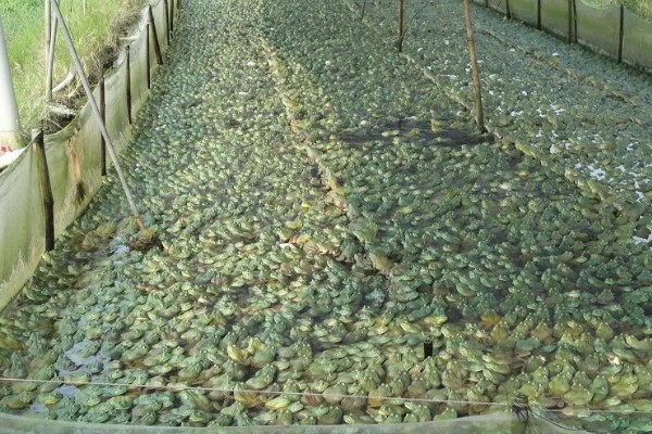 牛蛙生长期间要注意什么，繁殖时要确保雌雄牛蛙的体重达到要求