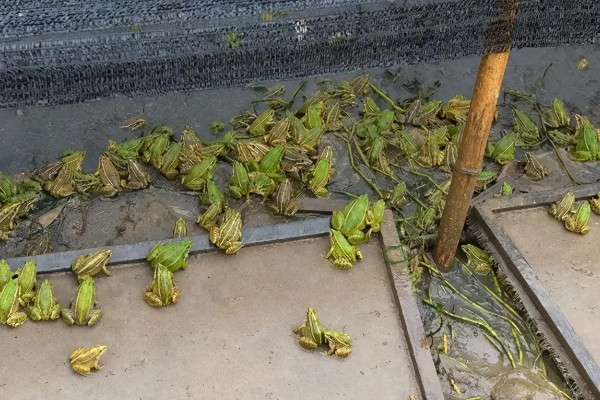 牛蛙生长期间要注意什么，繁殖时要确保雌雄牛蛙的体重达到要求