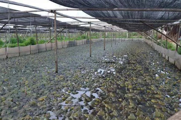 牛蛙生长期间要注意什么，繁殖时要确保雌雄牛蛙的体重达到要求