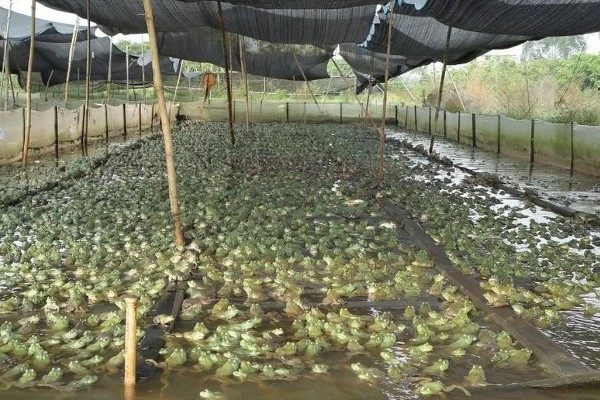 牛蛙生长期间要注意什么，繁殖时要确保雌雄牛蛙的体重达到要求