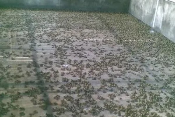 牛蛙生长期间要注意什么，繁殖时要确保雌雄牛蛙的体重达到要求