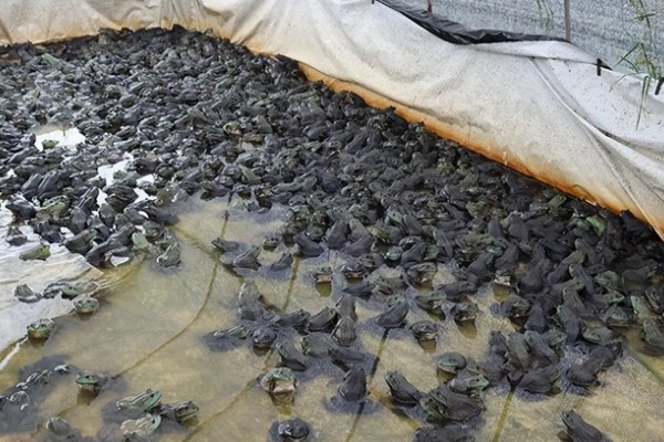 牛蛙生长期间要注意什么，繁殖时要确保雌雄牛蛙的体重达到要求