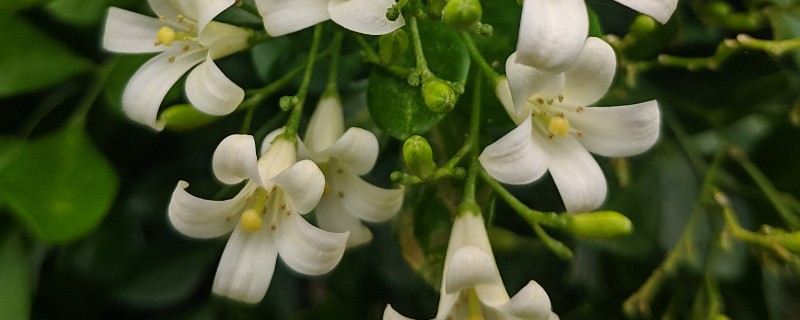 什么是夜来香，别名月见草、夜香花等