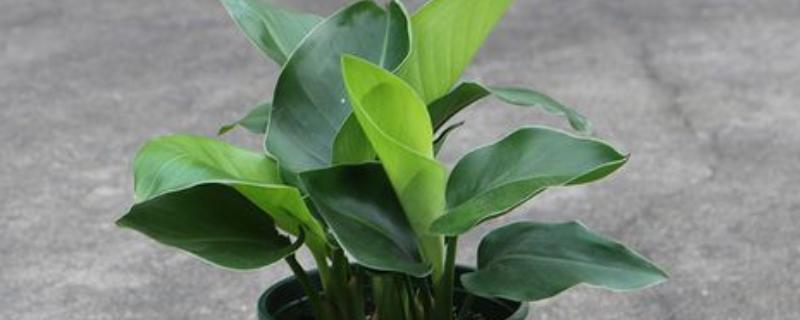 天堂鸟浇水太多黄叶怎么处理，先将其腐烂的部位剪去