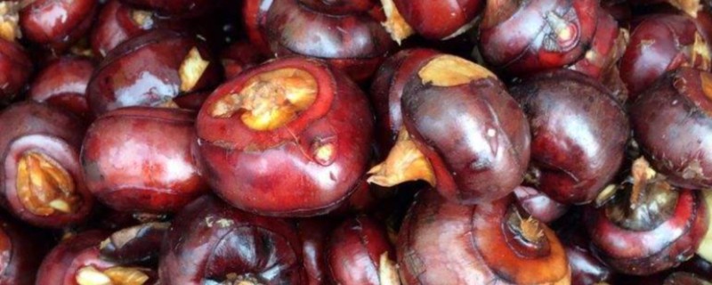 马蹄的亩产量，通常为1500-2000kg左右