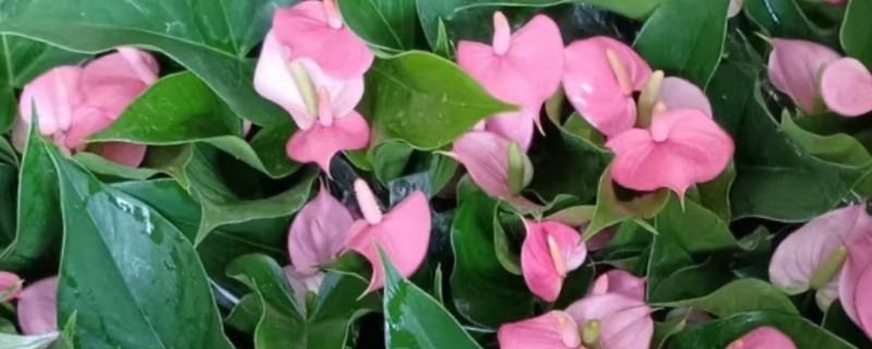 粉掌怎么养殖，平时每隔半个月追肥一次