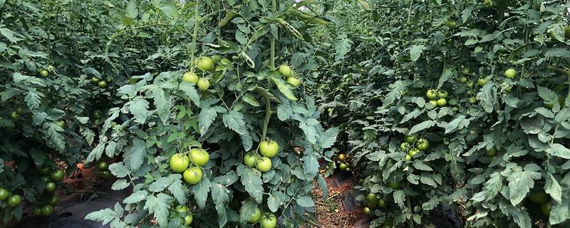 夏季番茄保花保果的方法，在正午搭配微喷设备喷水降温