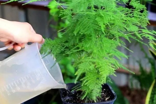 文竹冬天叶子发黄怎么处理,需控制浇水