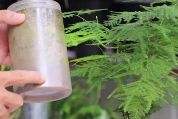 文竹冬天叶子发黄怎么处理,需控制浇水