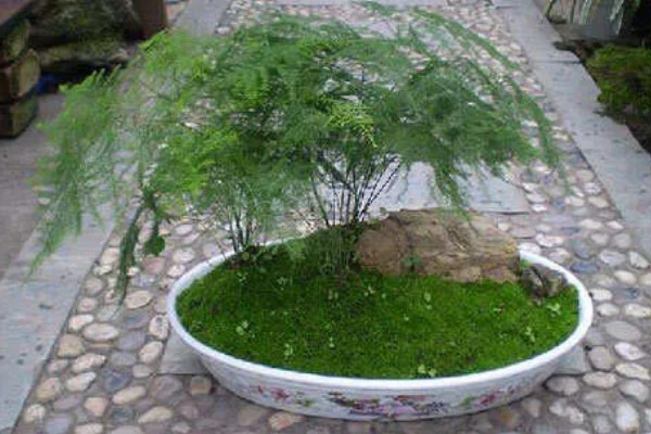 文竹冬天叶子发黄怎么处理,需控制浇水