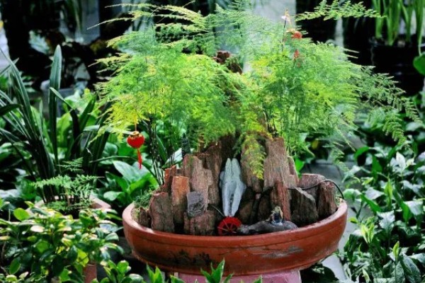 文竹冬天叶子发黄怎么处理,需控制浇水