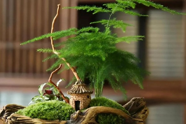 文竹冬天叶子发黄怎么处理,需控制浇水