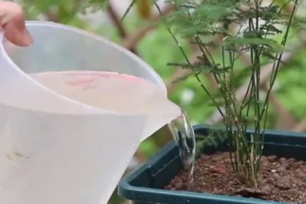 文竹冬天叶子发黄怎么处理,需控制浇水