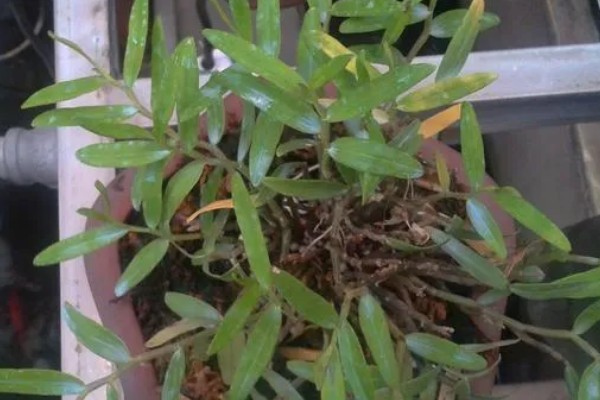 球花石斛出现黄叶的原因，过度浇水、缺少营养都是常见病因