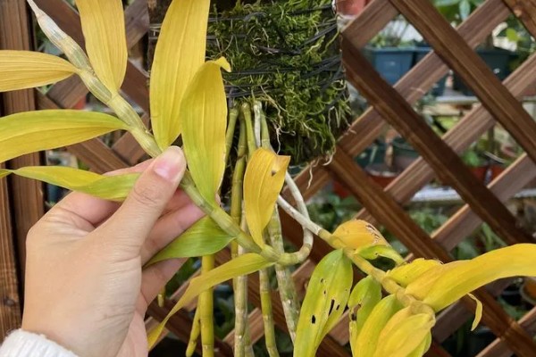 球花石斛出现黄叶的原因，过度浇水、缺少营养都是常见病因