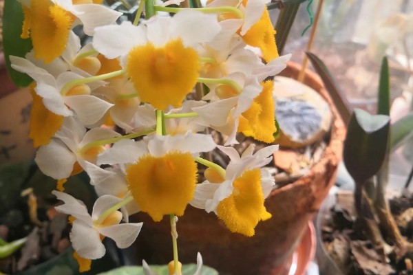 球花石斛出现黄叶的原因，过度浇水、缺少营养都是常见病因