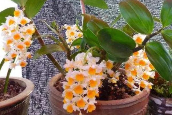 球花石斛出现黄叶的原因，过度浇水、缺少营养都是常见病因