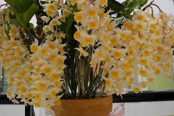 球花石斛出现黄叶的原因，过度浇水、缺少营养都是常见病因