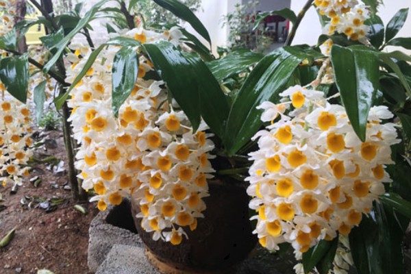 球花石斛出现黄叶的原因，过度浇水、缺少营养都是常见病因