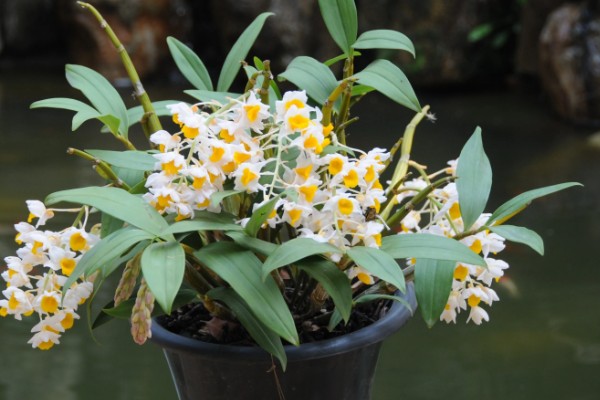 球花石斛出现黄叶的原因，过度浇水、缺少营养都是常见病因