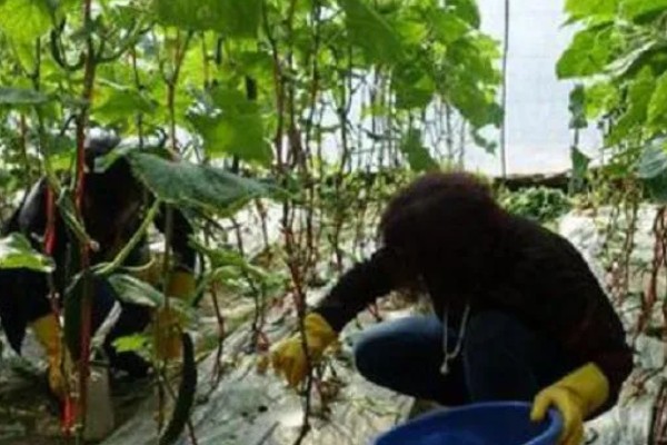 硫酸铜的灌根使用方法，一般是水溶后随水冲施