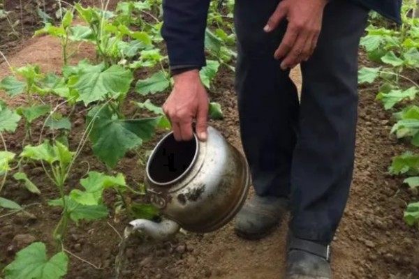 硫酸铜的灌根使用方法，一般是水溶后随水冲施