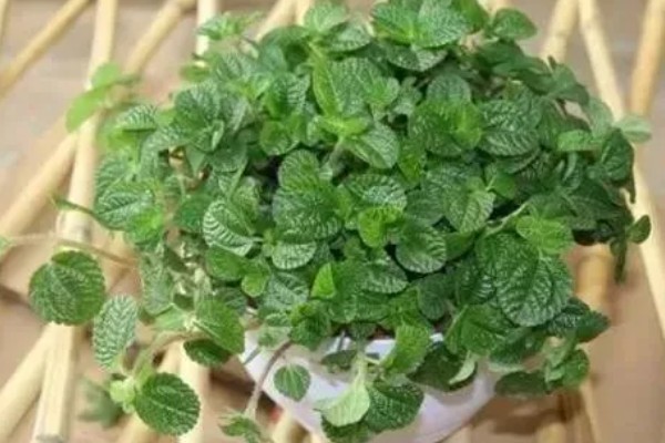 吸毒草的产地，产于欧洲地中海南岸