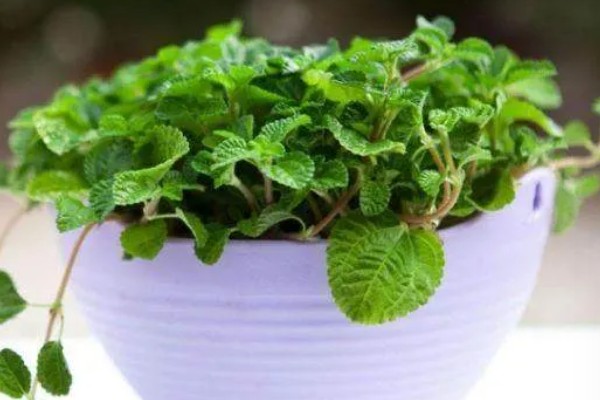 吸毒草的产地，产于欧洲地中海南岸