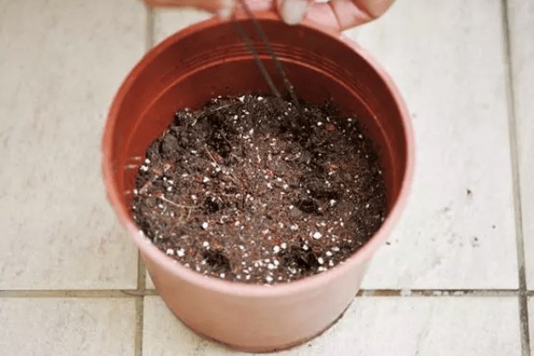 吸毒草的产地，产于欧洲地中海南岸