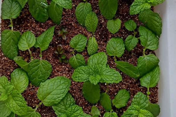 吸毒草的产地，产于欧洲地中海南岸