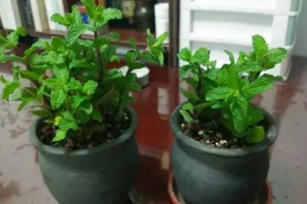 吸毒草的产地，产于欧洲地中海南岸