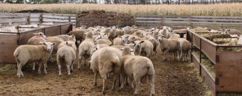 如何治疗羊小反刍，发病前期使用羊康肽