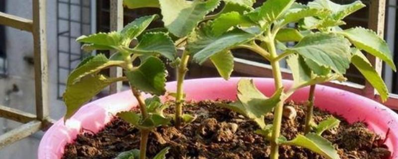 牡丹可以扦插成活吗，在自然环境下扦插难以成活