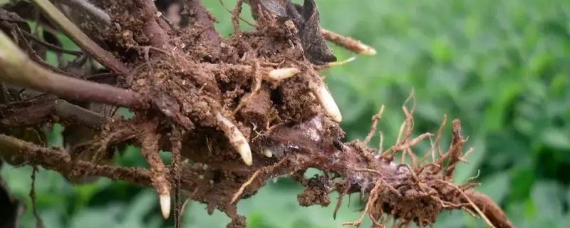 防治根腐病的方法，播种前可用粉锈宁拌种