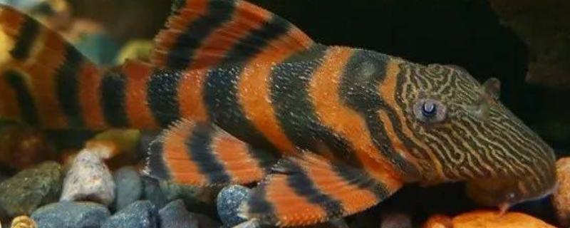 老虎异形鱼好不好养，饲养难度不大