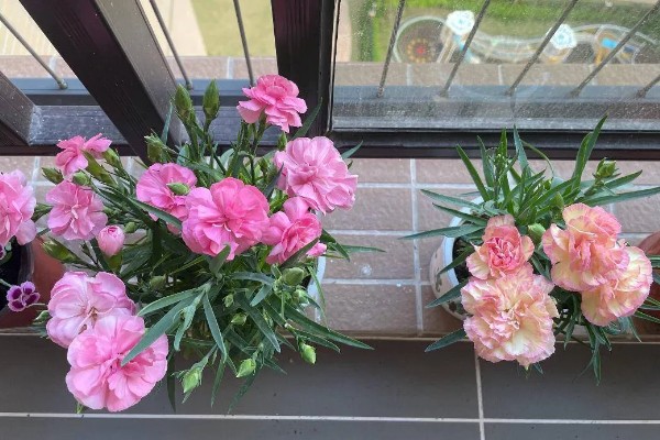 怎么种植康乃馨，生长期每天提供6-8小时的光照