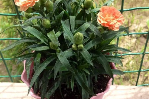 怎么种植康乃馨，生长期每天提供6-8小时的光照