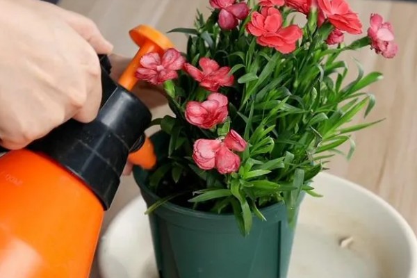 怎么种植康乃馨，生长期每天提供6-8小时的光照