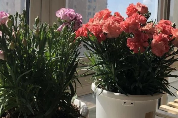 怎么种植康乃馨，生长期每天提供6-8小时的光照