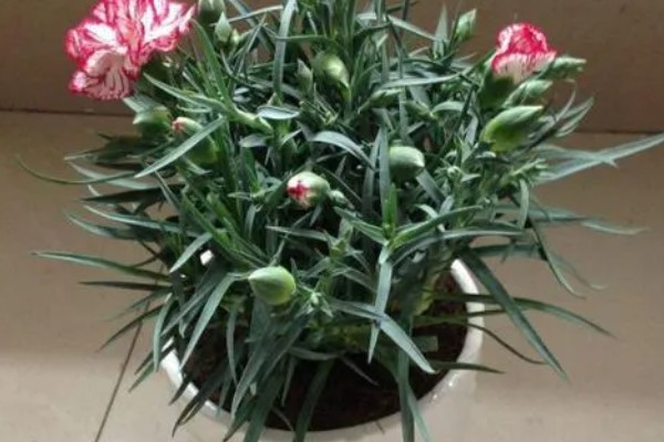 怎么种植康乃馨，生长期每天提供6-8小时的光照