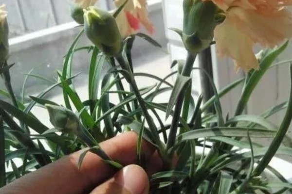 怎么种植康乃馨，生长期每天提供6-8小时的光照