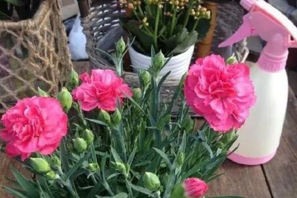 怎么种植康乃馨，生长期每天提供6-8小时的光照