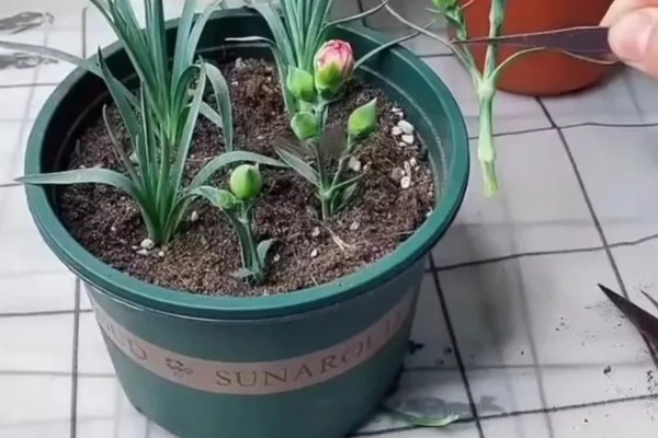 怎么种植康乃馨，生长期每天提供6-8小时的光照