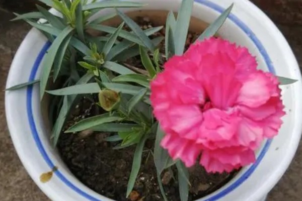 怎么种植康乃馨，生长期每天提供6-8小时的光照