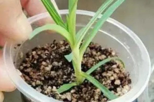 怎么种植康乃馨，生长期每天提供6-8小时的光照