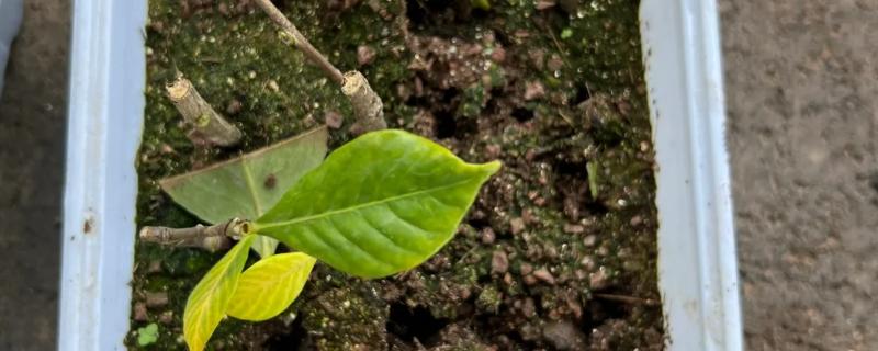 茶花如何扦插，在每年初夏和秋末进行