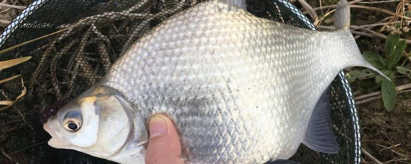 冬季黑坑钓鳊鱼选择哪种饵料，使用蚯蚓、红虫等活饵效果较好